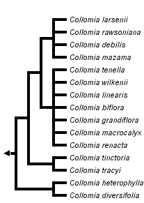 taxon links