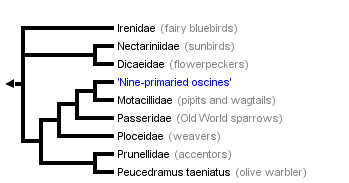 taxon links