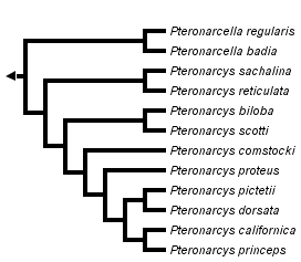 taxon links