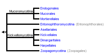 taxon links