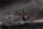 Latrodectus hesperus, black widow spider