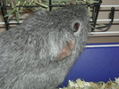 Guinea pig eating hay