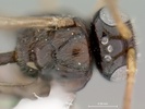 dorsal Alobevania mesosoma