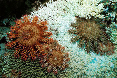 Crown of thorns sea stars feeding on coral