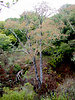 Red Alder, Alnus rubra