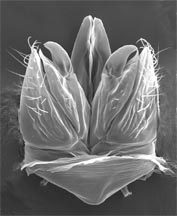 Male genital capsule of Andesipolis