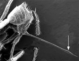 Ovipositior mechanism of Andesipolis