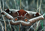 Saturniid moth (Bunaea alcinoe), Tanzania