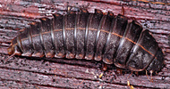 Diamesus osculans (Vigors, 1825) - larva