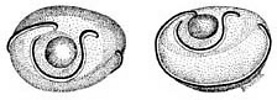 Lateral and lateroventral views of ocular photophores