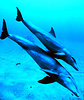 Bottlenose dolphins, mother and juvenile. 