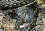 African Python eating Vervet Monkey