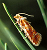 European pine shoot moth