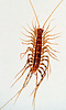 House centipede, Scutigera coleoptrata