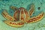 yellow and orange sea star eating a shell