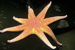 yellow and orange sea star on kelp