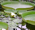 Victoria cruziana, the Santa Cruz water lily.