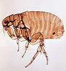 Xenopsylla cheopis flea