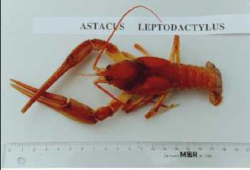 Astacus leptodactylus habitus