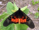 acraea perenna butterfly
