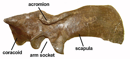 Shoulder girdle of Euoplocephalus
