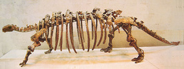 Skeleton of Talarurus