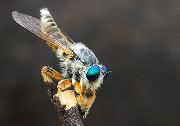 Asilidae, robber fly