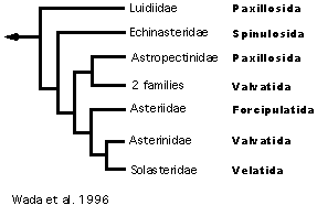 Wada et al's 1996 hypothesis of Asteroidea relationships