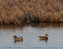 Pair of green winged teals
