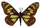 Baronia brevicornis
