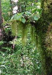  An epiphyte moss hanging on a tree branch from the cloud forest near Xalapa, Veracruz, Mexico