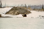 Picture of a beaver in Alaska in front of it's lodge.