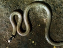 Centipede-eater snake