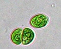 One single chlamydomonas (top) and two mating chlamydomonas (bottom).