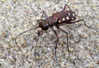 Pacific Tiger Beetle