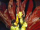 Columnea densibracteata from Ecuador