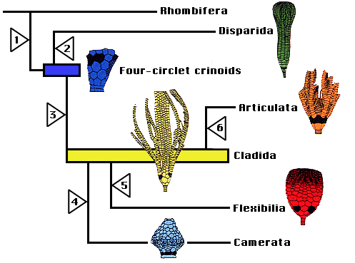 Phylogenetic hypothesis of crinoid relationships