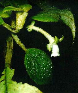 Cyrtandra oxybapha from Hawaii