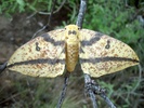 Eacles imperialis osleri moth