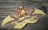 Eacles imperialis osleri moth