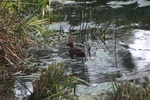 laysan duck swimming