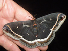 Eupackardia calleta adult moth