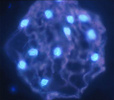 DAPI stained cell  showing multiple brightly fluorescing nuclei