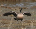 canada goose landing