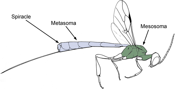 Gasteruptiid wasp with mesosoma and metasoma highlighted.