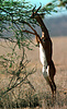 Male Gerenuk (Litocranius walleri) stands bibedally to browse in Samburu Reserve