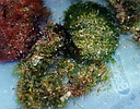 green turg algae 