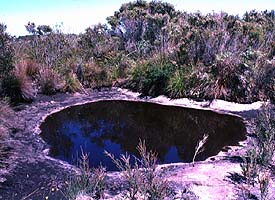 Lepidogalaxias pool with water