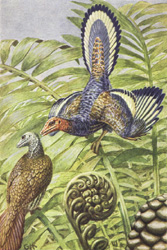 Reconstruction of the fossil Archaeopteryx 