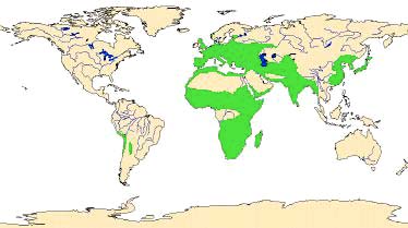 Geographic distribution of Hyacinthaceae